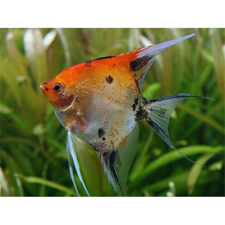 Pterophyllum scalare red devil - imagine 3